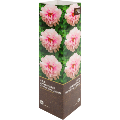 Пион древовидный Персик Под Снегом ЗГ в интернет гипермаркете «Планета Лета». Фото