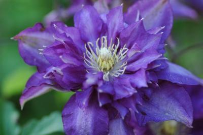 Клематис крупноцветковый Бьюти оф Ворчестер/ЦКор в интернет гипермаркете «Планета Лета». Фото