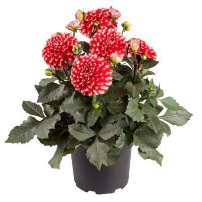 Георгин Dalina Maxi/XXL, Гор15 М в интернет гипермаркете «Планета Лета». Фото