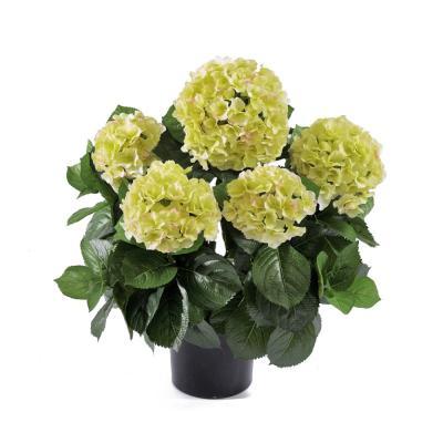 Гортензия куст большой крем-зеленый 55 см в горшке 20.6252GR/CR в интернет гипермаркете «Планета Лета». Фото
