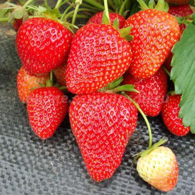 Рассада Земляника садовая Вима Рина (3шт) в интернет гипермаркете «Планета Лета». Фото