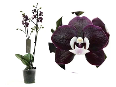 Фаленопсис 2 pp Black Widow, Гор12, Выс65 в интернет гипермаркете «Планета Лета». Фото