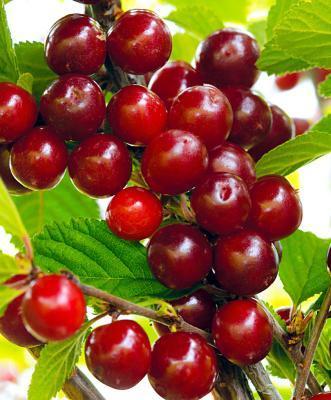 Вишня войлочная Царевна 2-летка С4 Выс120 в интернет гипермаркете «Планета Лета». Фото