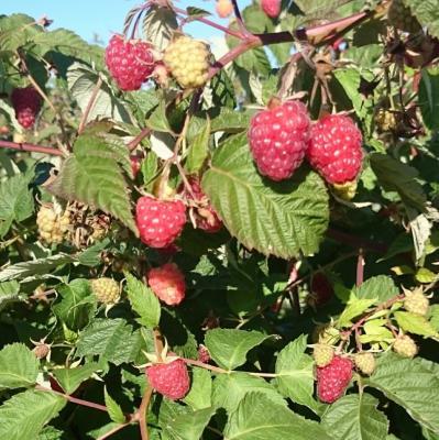 Малина ремонтантная Брянское диво С2 Н40 в интернет гипермаркете «Планета Лета». Фото