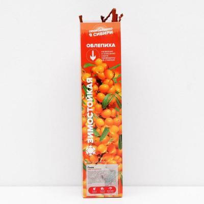 Облепиха Эссель/Цкор П в интернет гипермаркете «Планета Лета». Фото
