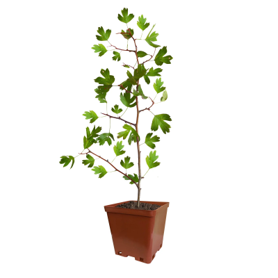 Боярышник однопестичный С2 Н30 Кут в интернет гипермаркете «Планета Лета». Фото