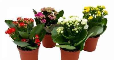 Каланхоэ Calandiva Mix, Гор10, Выс25 в интернет гипермаркете «Планета Лета». Фото