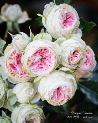 Роза флорибунда Пашмина ОКС в интернет гипермаркете «Планета Лета». Фото