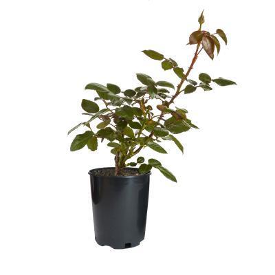 Роза бордюрная Литл Баккаро С2 в интернет гипермаркете «Планета Лета». Фото