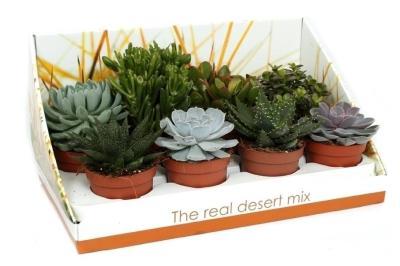 Суккуленты Mix, Гор12 М в интернет гипермаркете «Планета Лета». Фото