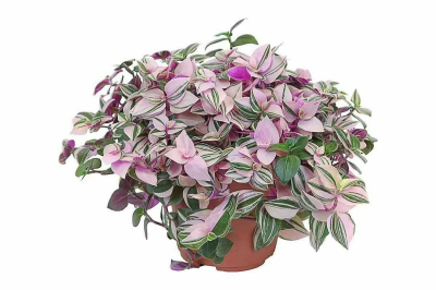 Традесканция мелколистная, Гор18 М в интернет гипермаркете «Планета Лета». Фото