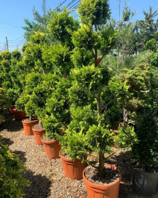 Купрессоципарис LEYL.C.W.GOLD помпон, Гор27, Выс80-100 в интернет гипермаркете «Планета Лета». Фото