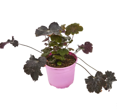 Гейхера, Гор12, Выс25 в интернет гипермаркете «Планета Лета». Фото