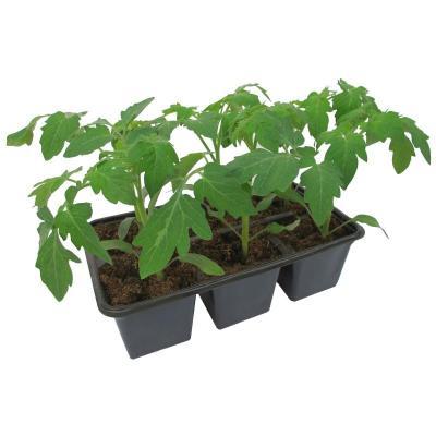 Рассада Томат Де Барао Золотой (1*6) в интернет гипермаркете «Планета Лета». Фото