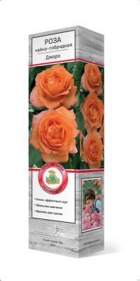 Роза чайно-гибридная Джоро/ЦКор П в интернет гипермаркете «Планета Лета». Фото