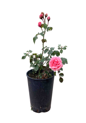 Роза флорибунда Пампадур дельбар, Гор23 М в интернет гипермаркете «Планета Лета». Фото