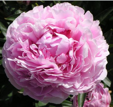 Пион травянистый Ша-Ла (туба) в интернет гипермаркете «Планета Лета». Фото