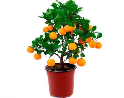 Цитрофортунелла Mandarin, Гор16, Выс40 в интернет гипермаркете «Планета Лета». Фото