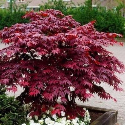 Клен пальм.Atropurpureum штамб, Гор65, Выс100 в интернет гипермаркете «Планета Лета». Фото