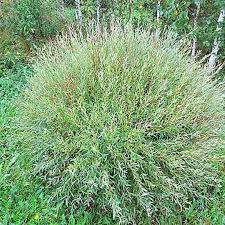 Ива пурпурная Нана в коробке в интернет гипермаркете «Планета Лета». Фото