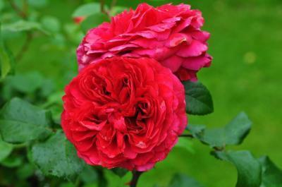 Роза флорибунда Ред Леонардо 23 М в интернет гипермаркете «Планета Лета». Фото