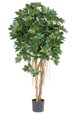 Шеффлера зонтичная зелёная 140 см в интернет гипермаркете «Планета Лета». Фото