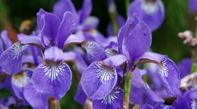 Ирис германский Имморталити, 17 Л в интернет гипермаркете «Планета Лета». Фото