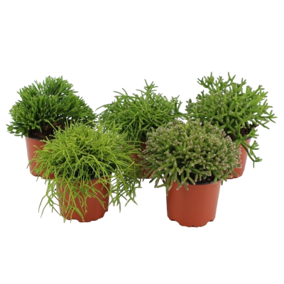 Рипсалис, Гор10, Выс20 в интернет гипермаркете «Планета Лета». Фото