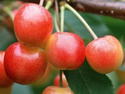 Черешня Райнер С4 140 в интернет гипермаркете «Планета Лета». Фото