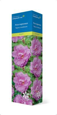 Роза канадская парковая Чарльз Альбанель П в интернет гипермаркете «Планета Лета». Фото