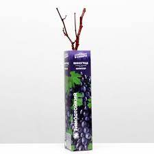 Виноград плодовый Кодрянка в коробке Кут в интернет гипермаркете «Планета Лета». Фото