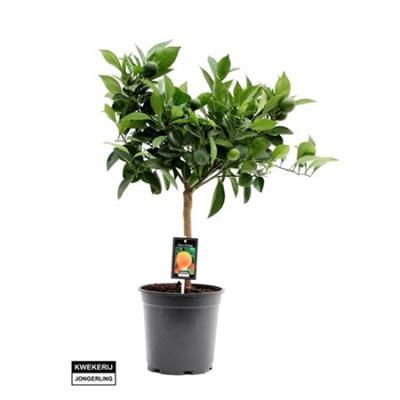 Цитрус Red Orang Гор22 Выс85 в интернет гипермаркете «Планета Лета». Фото