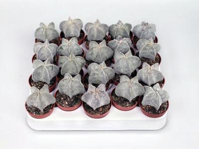 Кактус Adromischus Maculatus, Гор10, Выс10 в интернет гипермаркете «Планета Лета». Фото