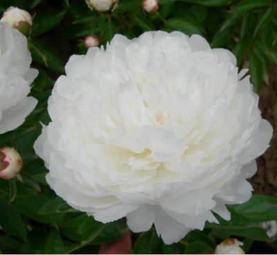 Пион травянистый Зефир (туба) в интернет гипермаркете «Планета Лета». Фото