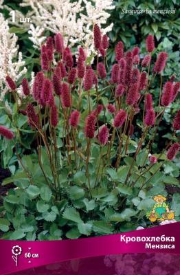 Кровохлебка Мензиса/К ПОИСК в интернет гипермаркете «Планета Лета». Фото Кровохлебка Мензиса/К в интернет гипермаркете «Планета Лета». Фото