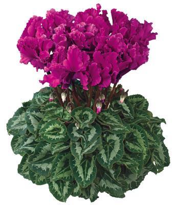 Цикламен Halios Curly, Гор13 М в интернет гипермаркете «Планета Лета». Фото