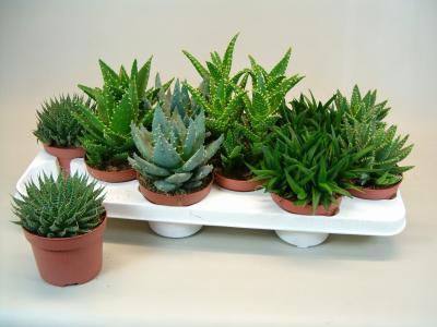 Алоэ Mix, Гор10, Выс20 в интернет гипермаркете «Планета Лета». Фото