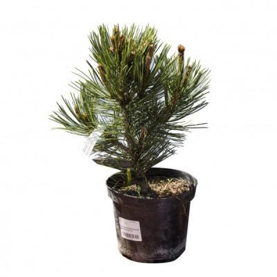 Сосна белокорая Compact Gem, Гор26, Выс40 в интернет гипермаркете «Планета Лета». Фото