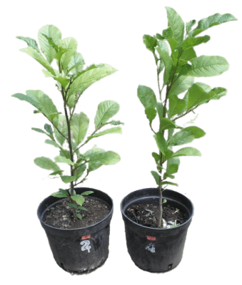 Магнолия Blue Opal, Гор23, Выс50-60 в интернет гипермаркете «Планета Лета». Фото