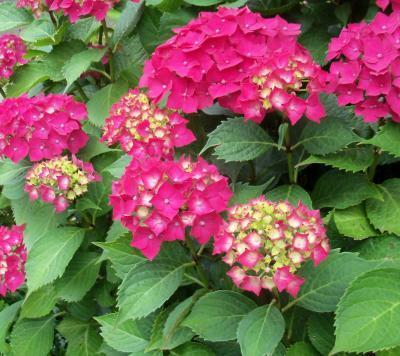 Гортензия крупнолистная Глоуинг Эмберс 7Ц в интернет гипермаркете «Планета Лета». Фото