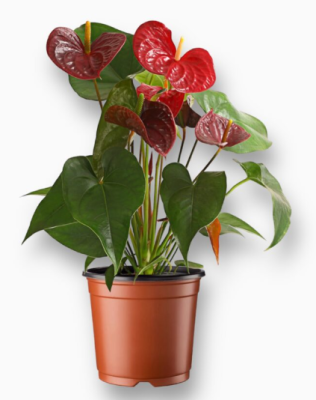 Антуриум Michigan, Гор14, Выс55 К в интернет гипермаркете «Планета Лета». Фото