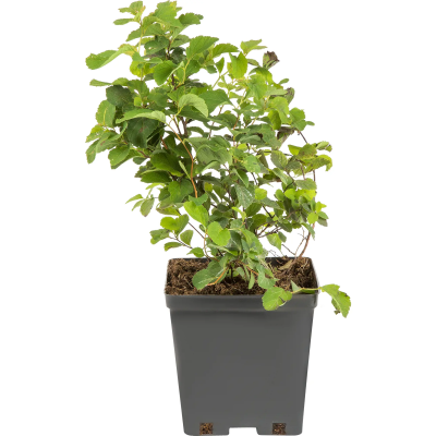 Спирея березолистная Тор в коробке в интернет гипермаркете «Планета Лета». Фото