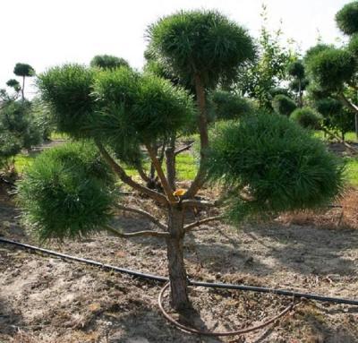 Бонсай Сосна обыкн., Гор43, Выс150-175 И в интернет гипермаркете «Планета Лета». Фото