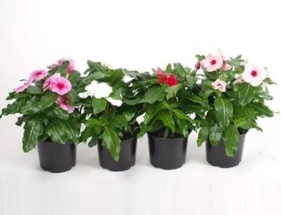 Катарантус, Гор7 М в интернет гипермаркете «Планета Лета». Фото