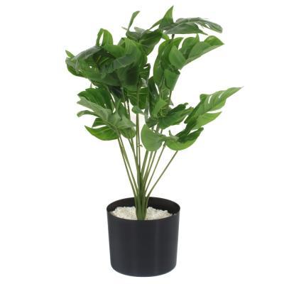 Цветочная композиция Монстера 40x52 см 748955 в интернет гипермаркете «Планета Лета». Фото