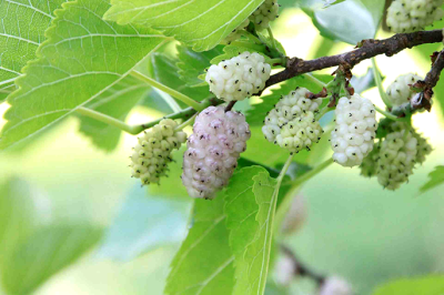 Шелковица белая Альба П в интернет гипермаркете «Планета Лета». Фото