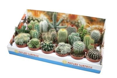 Кактус Mix X 20 Showdoos в коробке, Гор5, Выс6 в интернет гипермаркете «Планета Лета». Фото