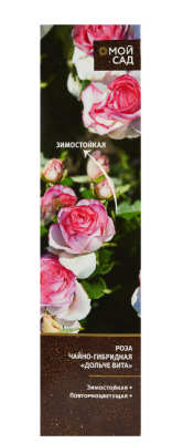 Роза чайно-гибридная Дольче Вита (туба), в интернет гипермаркете «Планета Лета». Фото