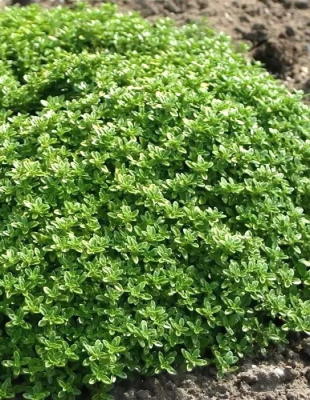 Тимьян лимоннопахн., Гор14, Выс30 в интернет гипермаркете «Планета Лета». Фото