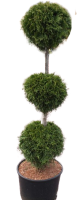 Купрессоципарис LEY. PYRAMIDALIS 3шара, С14, Выс80-100 И в интернет гипермаркете «Планета Лета». Фото